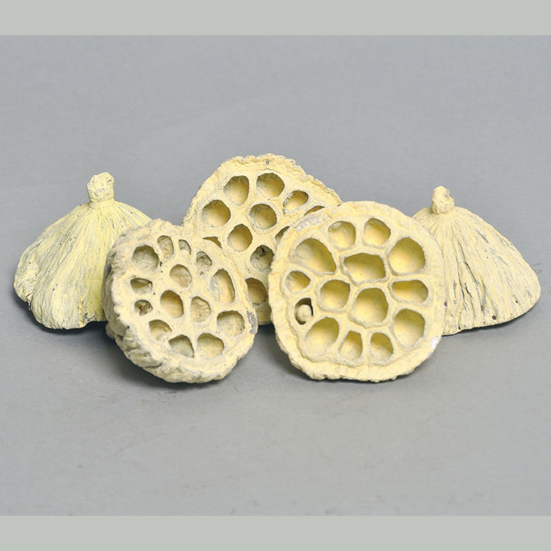 Lotus – Frozen Yellow