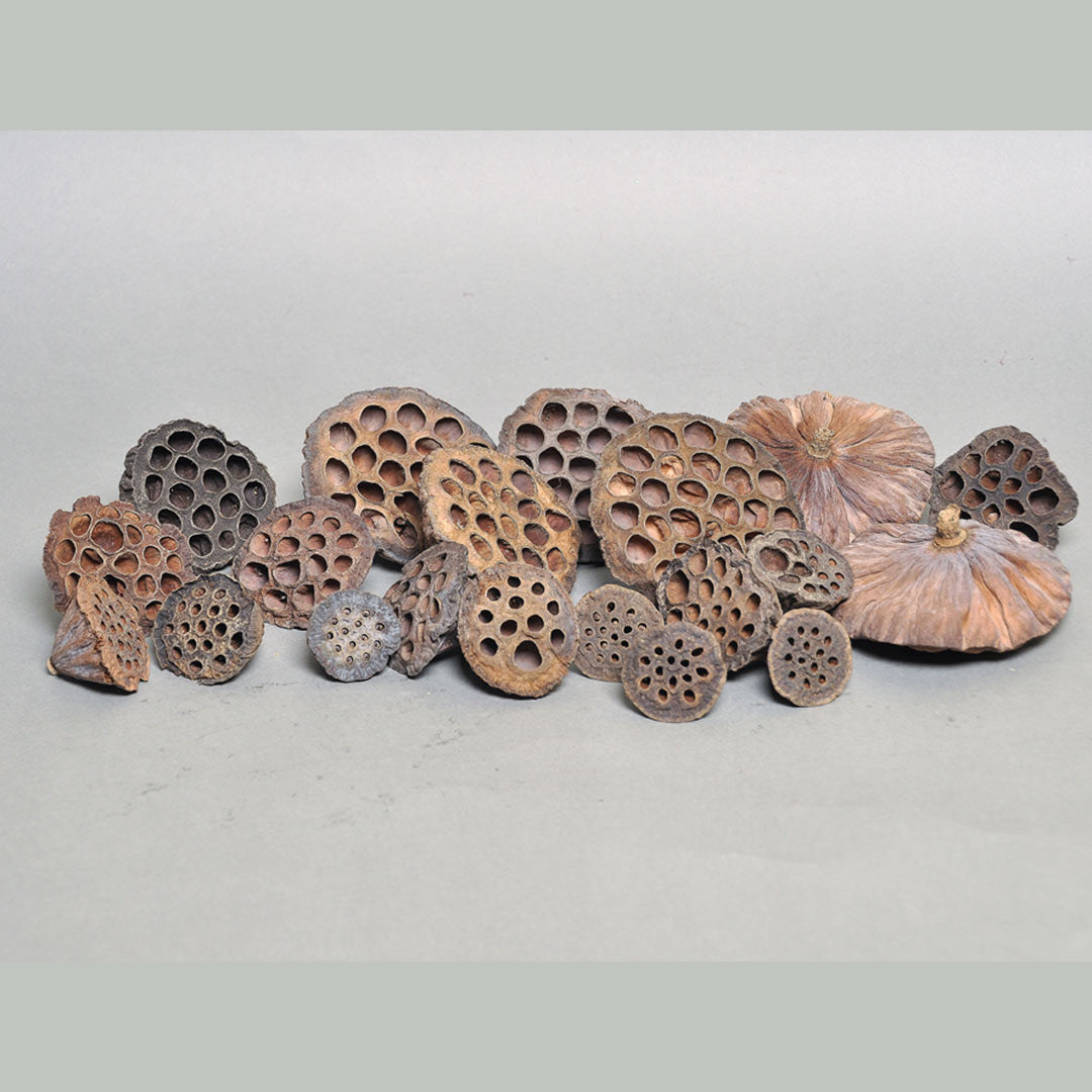 Lotus – Mix Colors