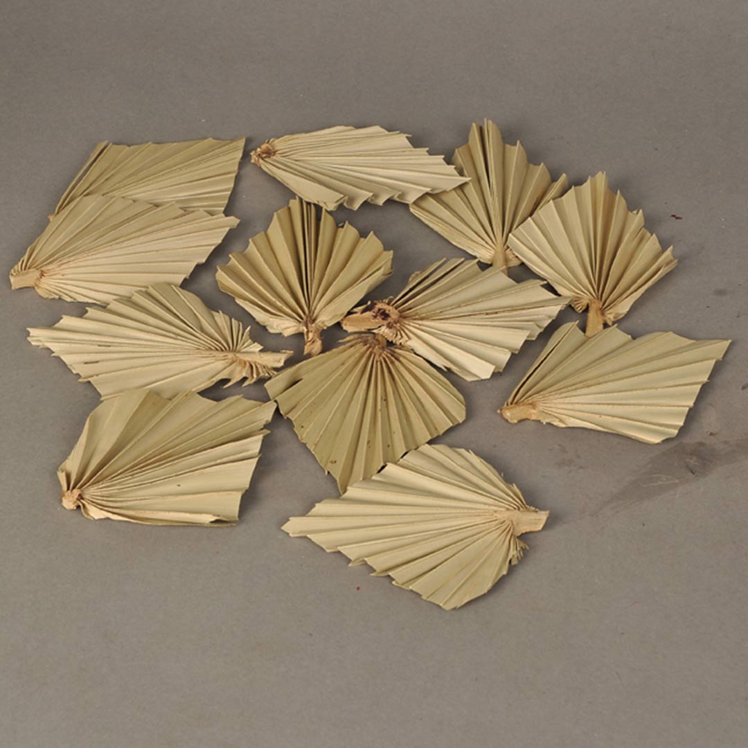 Palm spear head natural