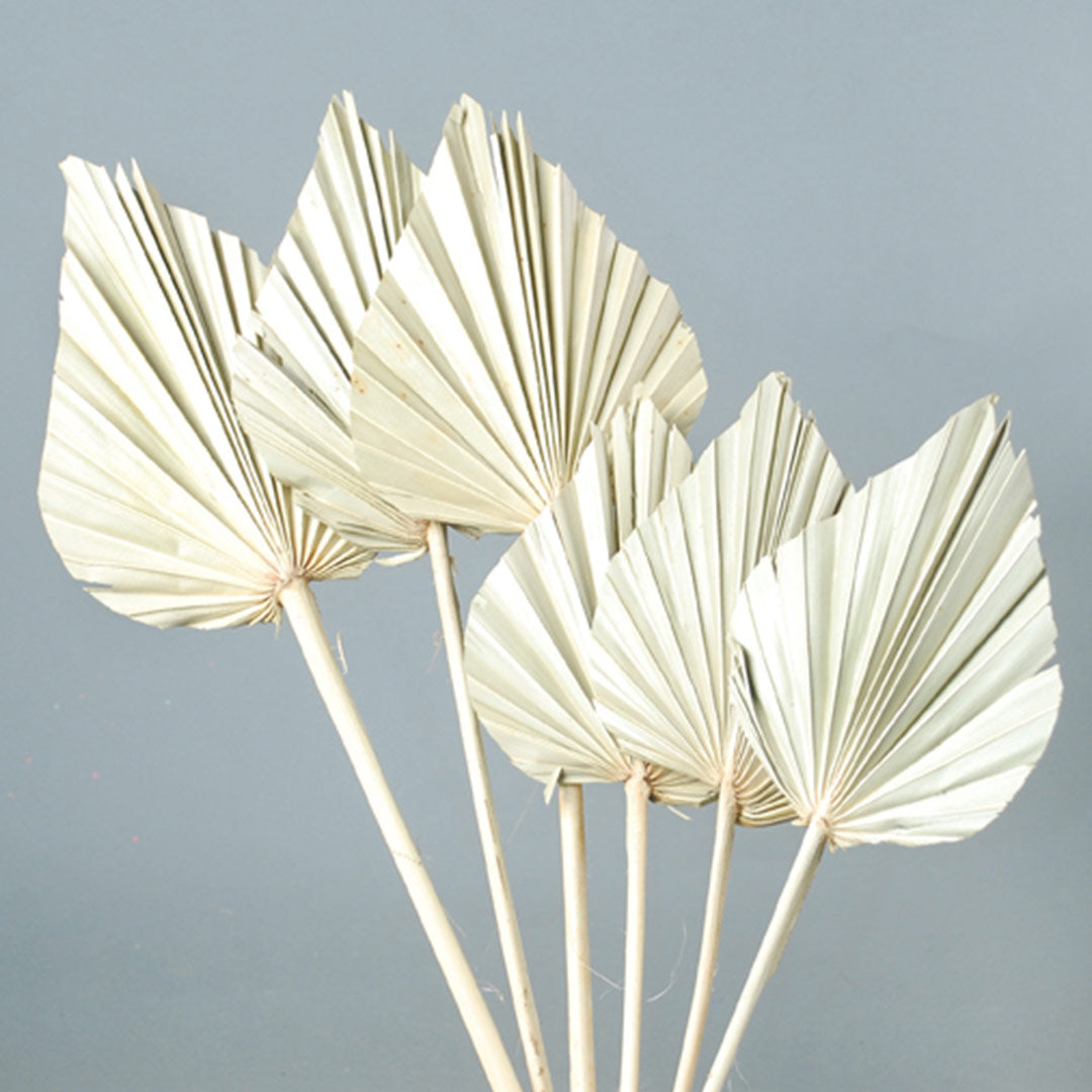 Palm Spear – Natural