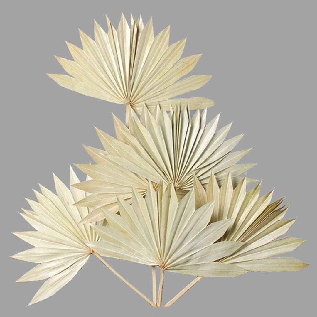 Palm Sun Spear – Natural