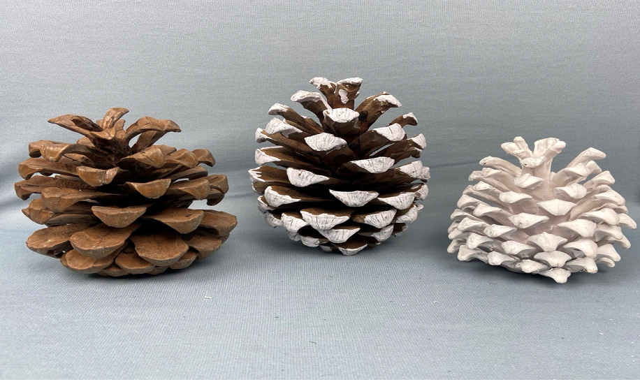 Cones & Curls