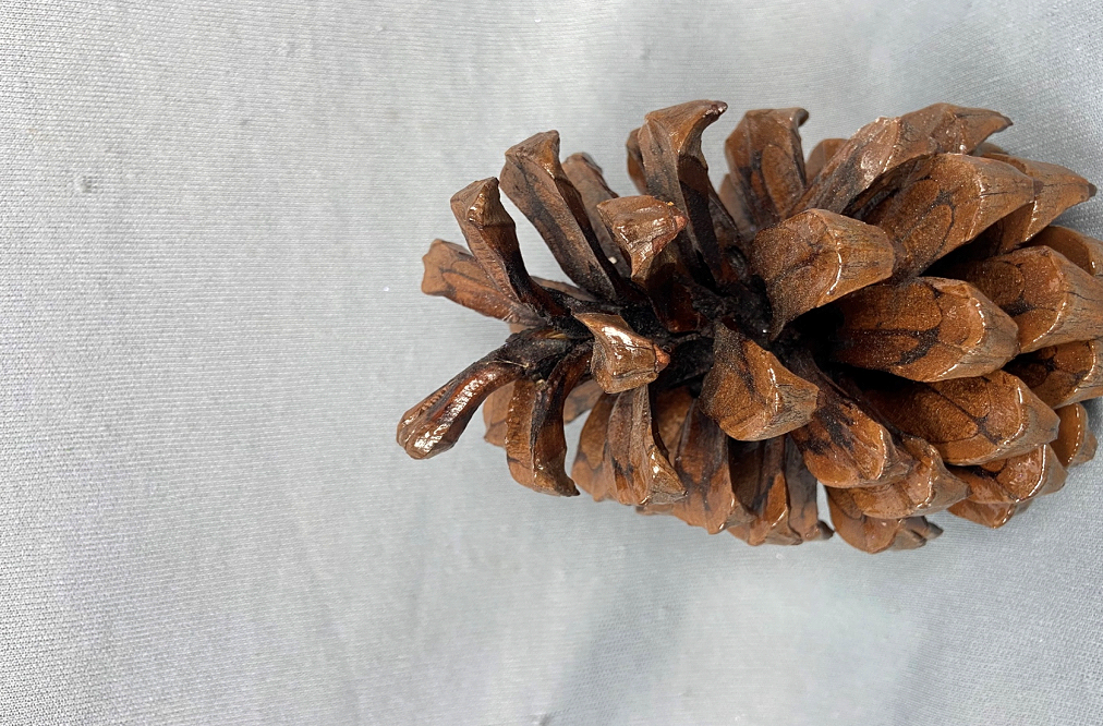 Cones & Curls