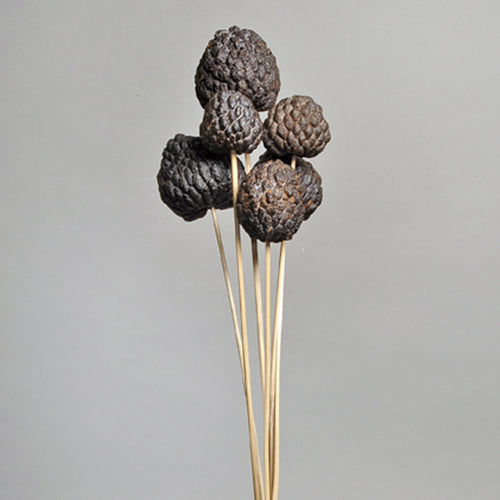 Ata Fruit on Stem