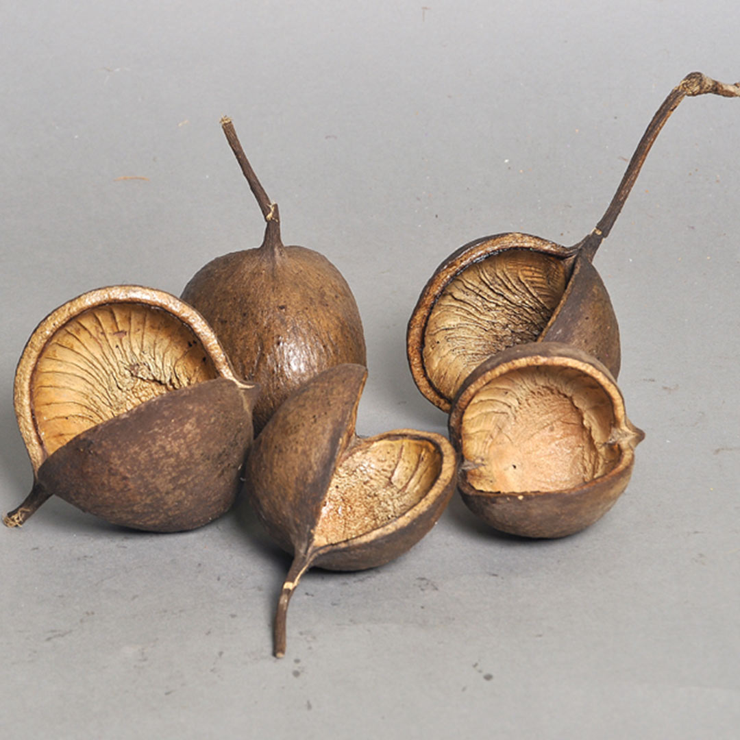 Budha Nut Natural