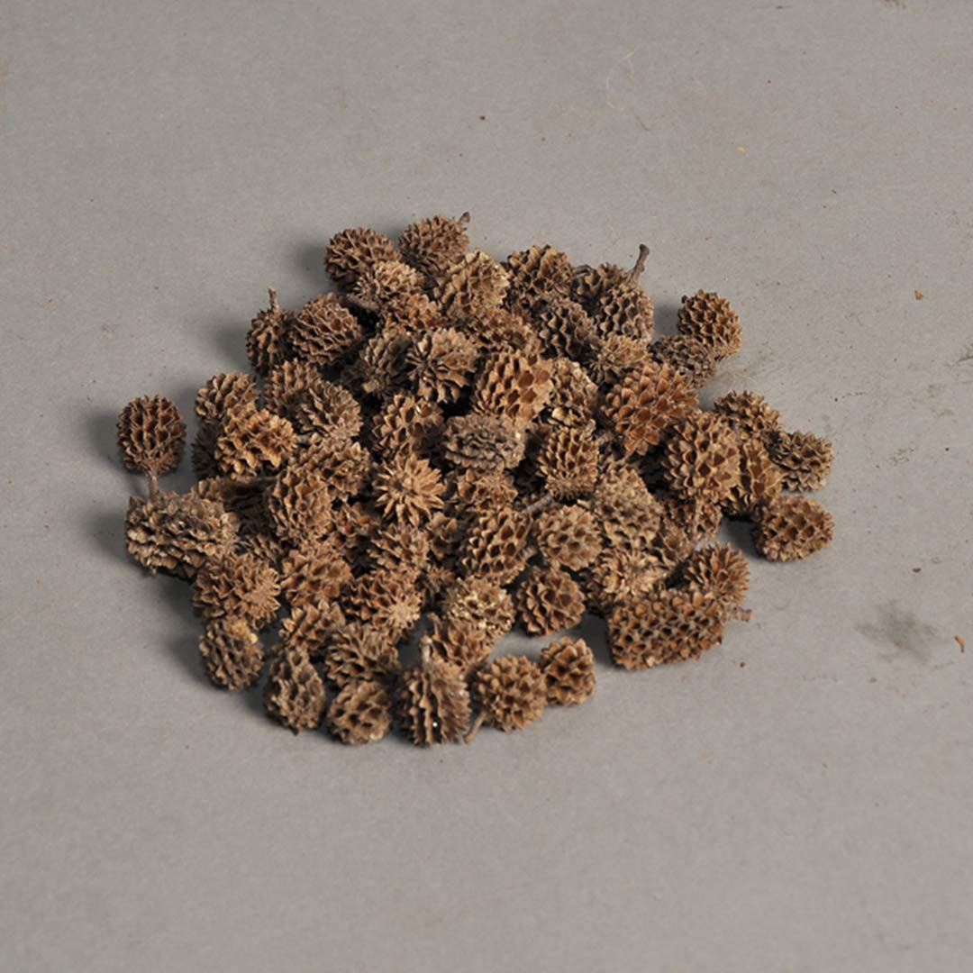Casurina (Natural Branch/Leaf)