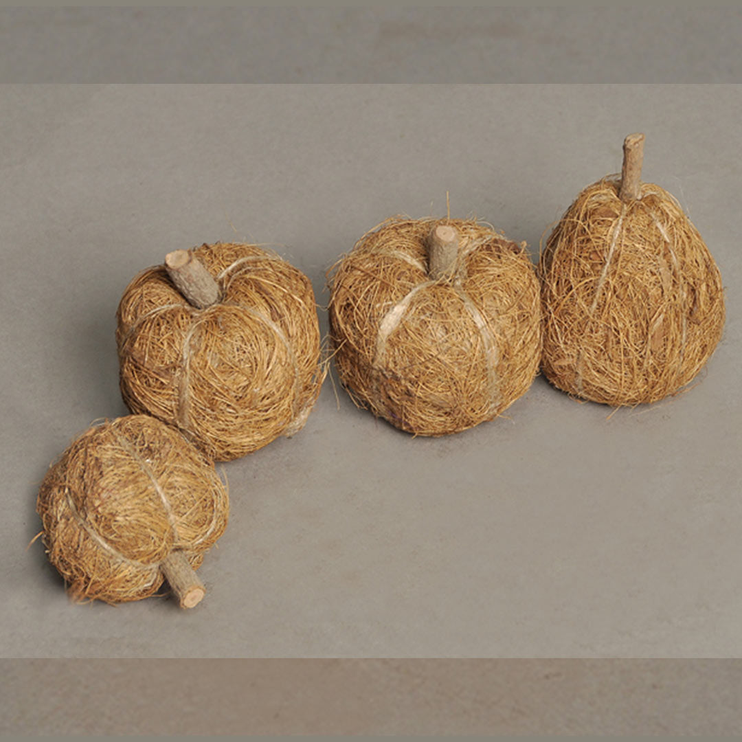 Coco Hair Pumpkin, Pear