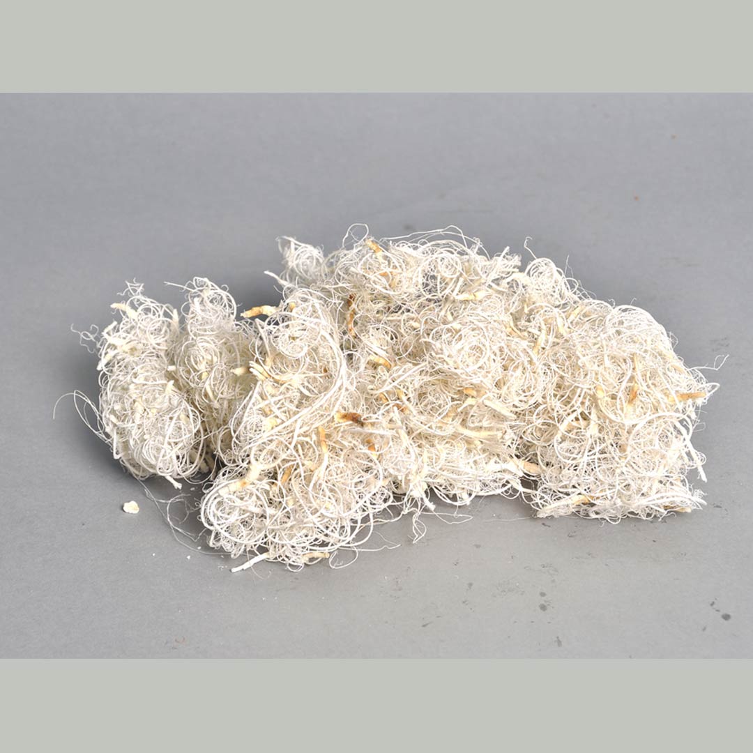 Curly Moss Bleach