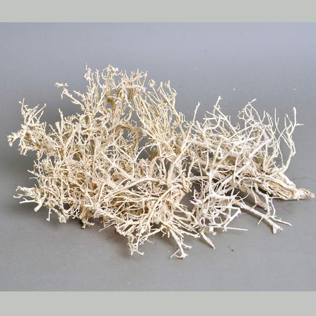 Dry Tree – Bleached