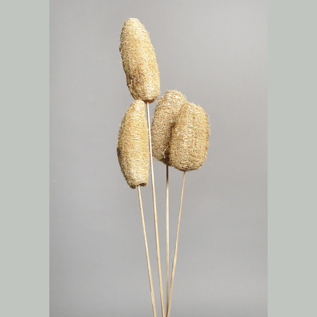 Luffa on Stem
