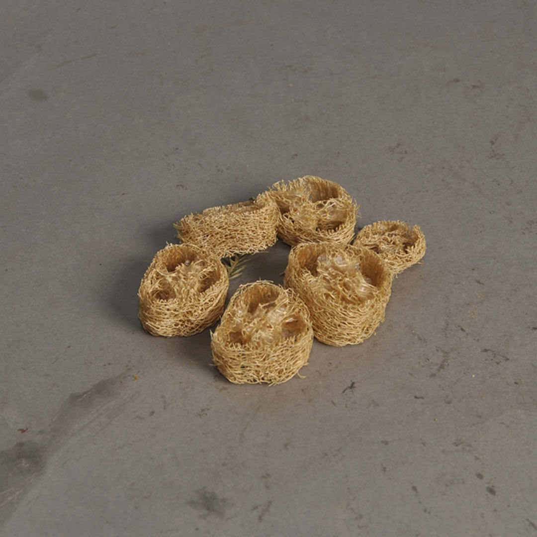 Luffa Slice – Natural