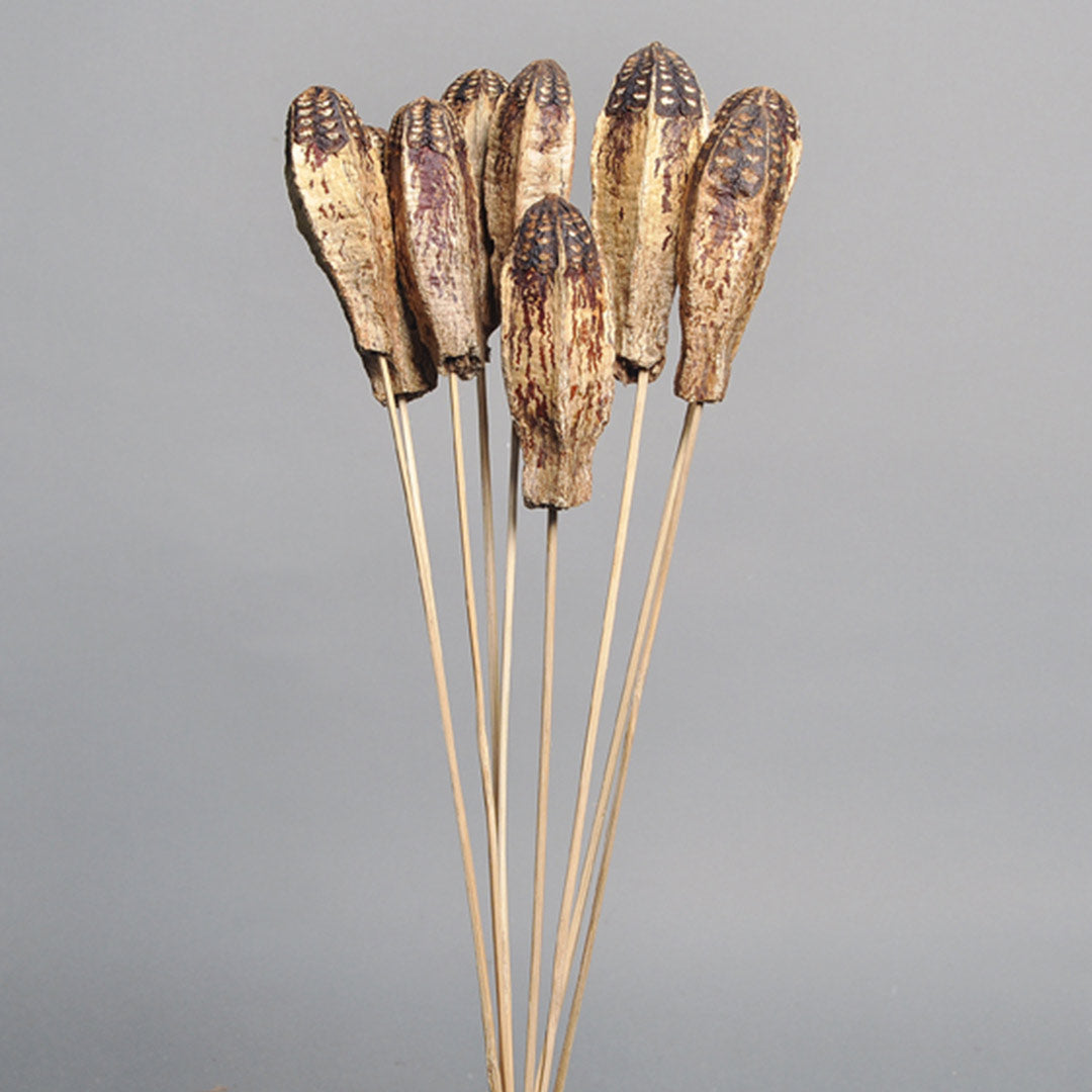 Mahogany on Stem