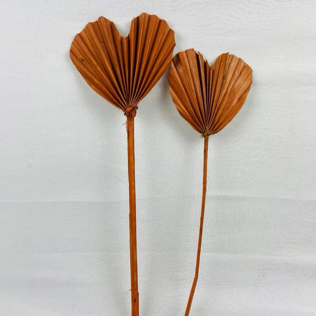 Palm Articles