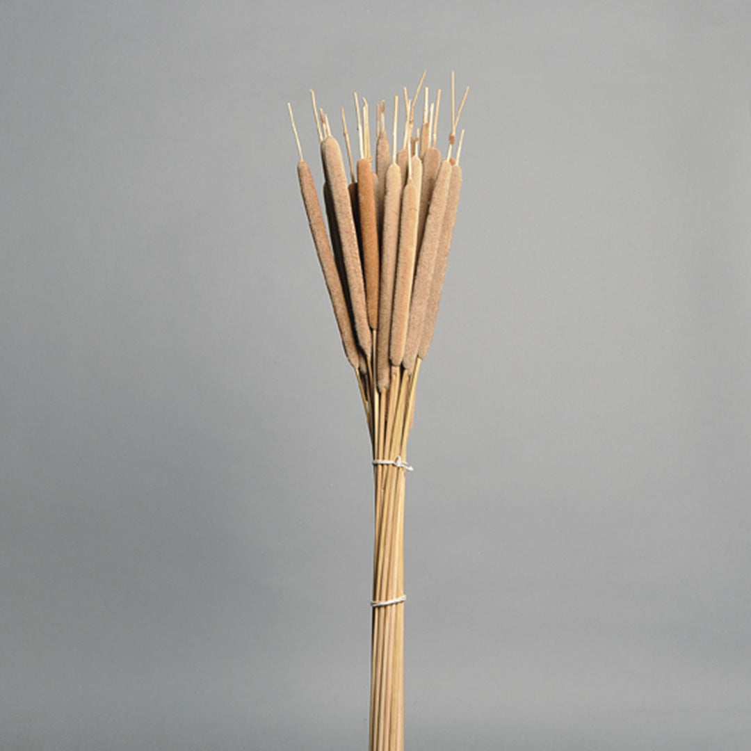 Reed Spadix Large